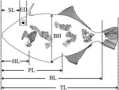 Changes in growth, morphology, and levels of digestive enzymes and growth-related hormones in early ontogeny of black scraper, Thamnaconus modestus